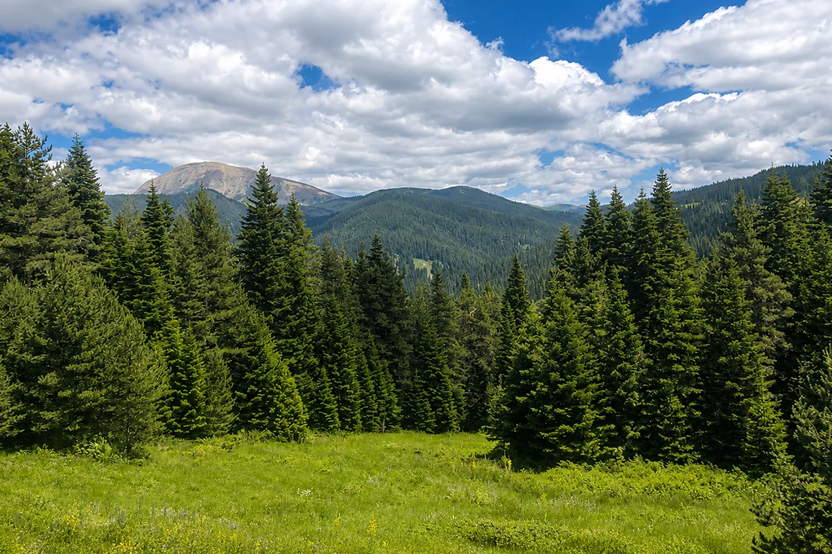 Ilgaz Dağı Milli Parkı Kamp Görseli 2
