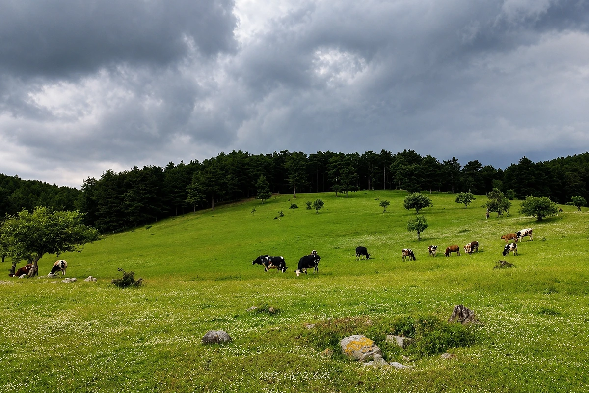 Kocayayla Kamp Alanı