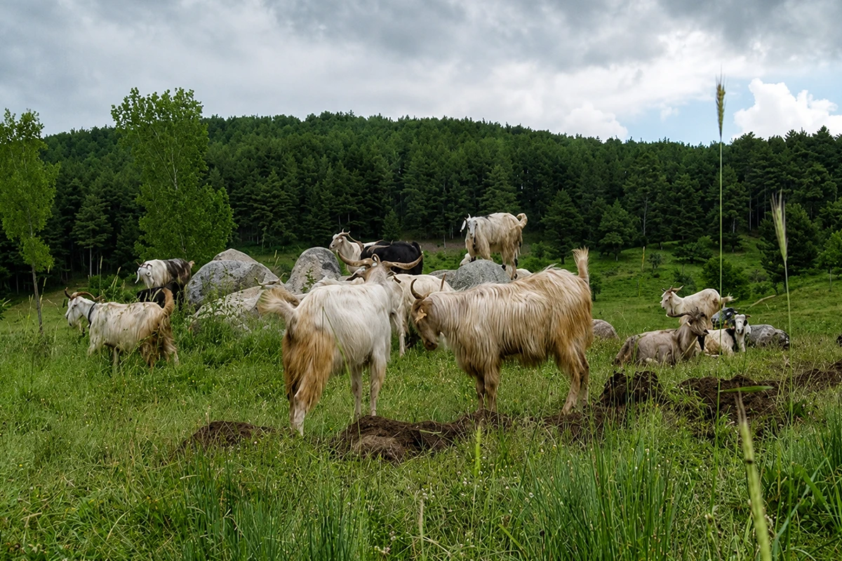 Kocayayla Kamp Görseli 4